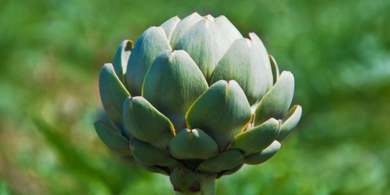 A budding artichoke